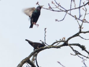 Starlings in Spring - 2