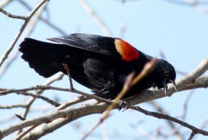 Red-winged Blackbird