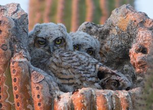 Great Horned Owlets in Saguaro Cactus