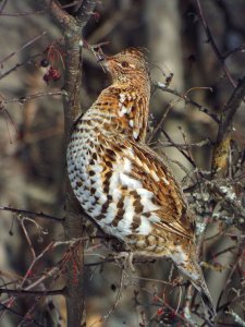 Ruffed Grouse