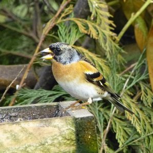 brambling-male