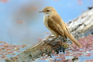 African Reed Warbler