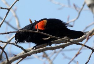 Red-winged Blackbird