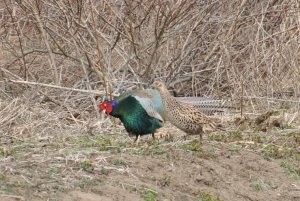 Green Pheasant Courtship Display