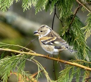 brambling-female