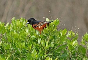 Orchard Oriole