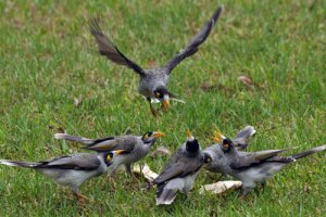 Noisy miner food fight