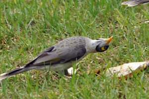 Noisy miner head twist