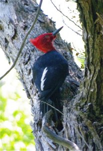 Magellanic woodpecker