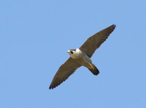 Peregrine Falcon