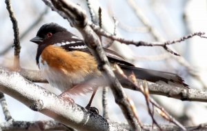 Spotted Towhee