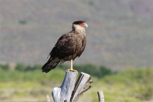 Crested caracara (Carancho)