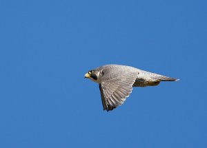 Peregrine