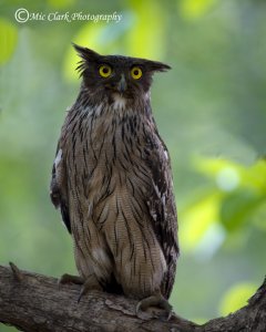 Brown Fish Owl