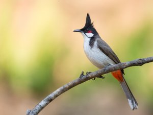 red-whiskered bulbul