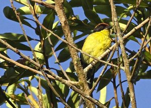 Yellow-breasted Brush Finch