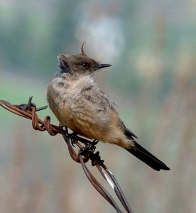 Say's Phoebe