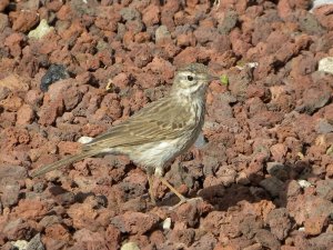 Berthelot's Pipit