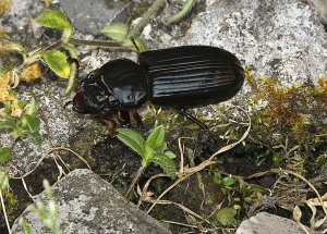 Laughing Beetle