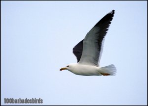 Lesser Black-backed Gull (Larus fuscus)