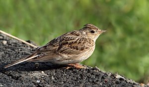 Eurasian Skylark