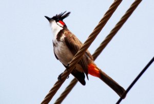 Red-Whiskered Bulbul