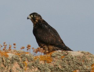 Peregrine Falcon