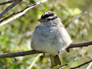 White-crowned Sparrow