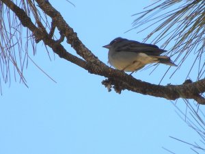 Blue Chaffinch