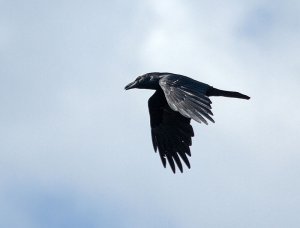 On Raven Wings