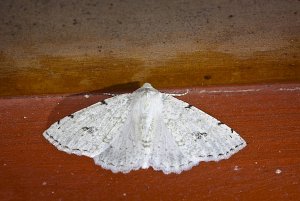 Geometrid Moth