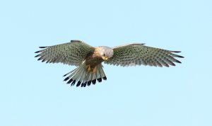 Common Kestrel