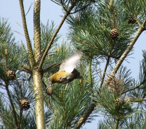 crossbill-take off with cone
