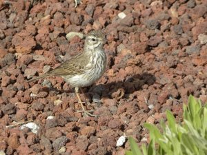 Berthelot's Pipit