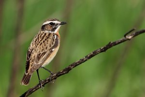 Whinchat