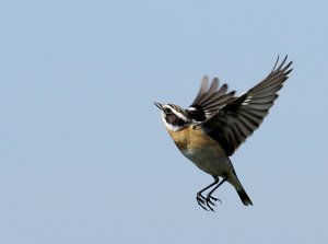 Whinchat