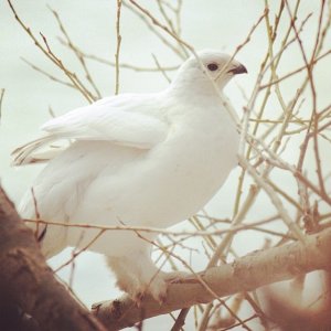 Willow Ptarmigan