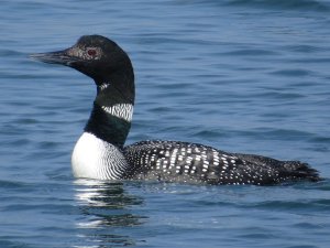 Common Loon