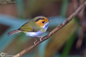 Rufous-faced Warbler