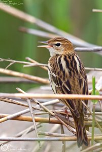 Pechora Pipit