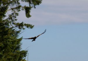 Red Kite