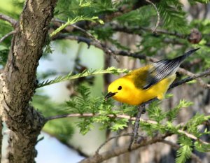 Prothonotary warbler with an insect in his bill