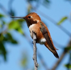 Rufous Hummingbird