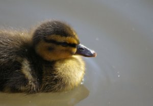 Mallard Chick