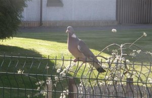 Sunny Wood Pigeon