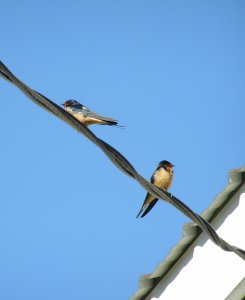 Barn Swallows guarding nest