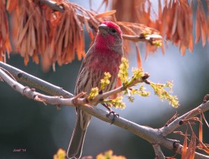 House Finch