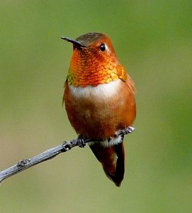 Rufous Hummingbird