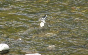 Pied Wagtail