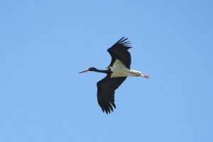 Black Stork, Ciconia nigra, Cigea Negra